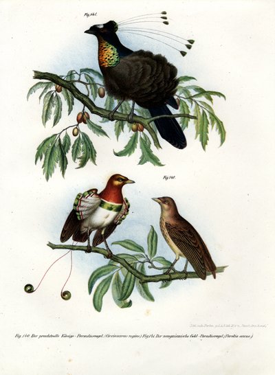 King Bird of Paradise by German School